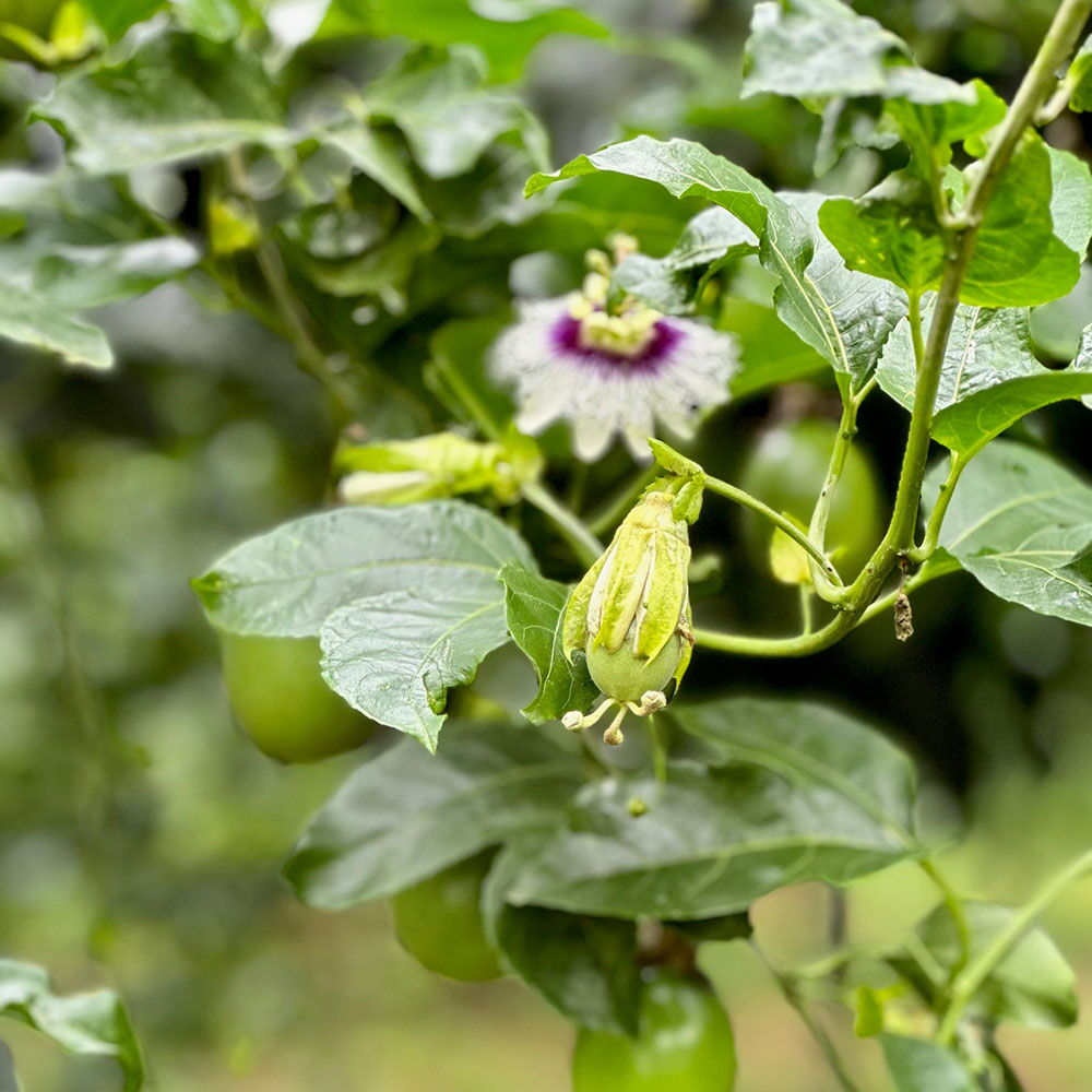Passionsfrucht-Pflanze mit Blüte und unreifer Passionsfrucht