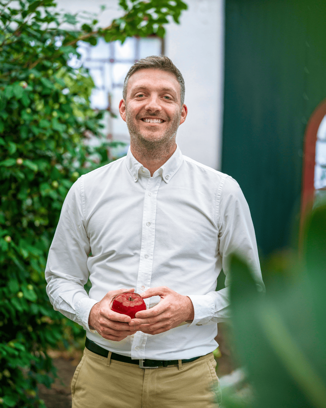 Die reifen Passionsfrüchte werden von Hand gepflückt